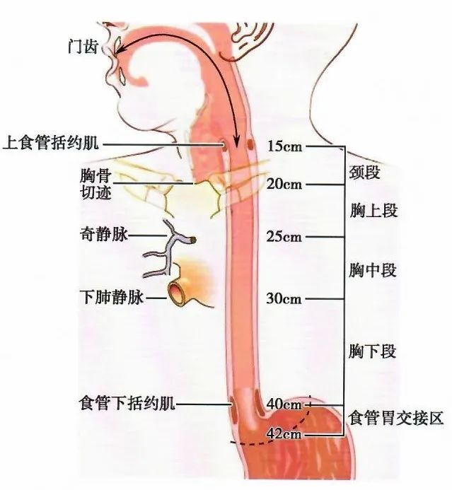 wuwei