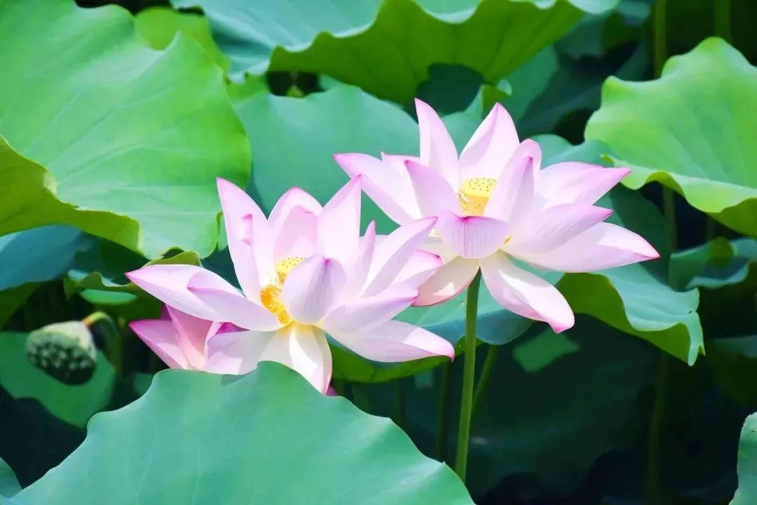 wuwei