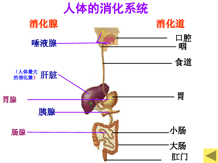 wuwei